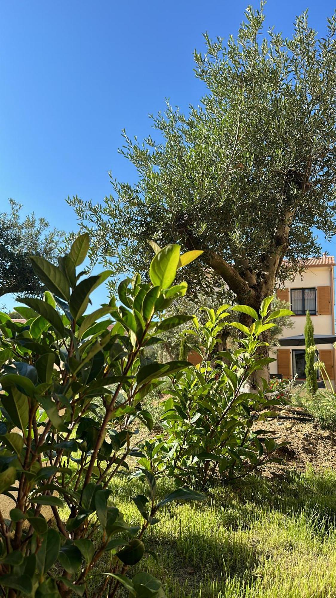 Residence Catalina Saint-Florent  Dış mekan fotoğraf
